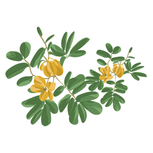 Senna Leaves Extract (Sennosides).png