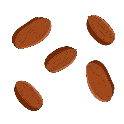 nutmeg-13 (1).png